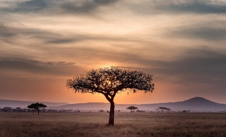 African Telcos Expand Rural Networks to Counter Starlink