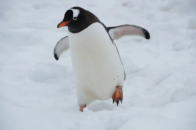 AWS Gets Linux Foundation Board Seat With Membership Upgrade