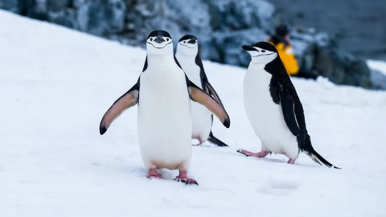 Linux 7.1 Lands With Cloud Storage and Kernel Cleanup Shifts