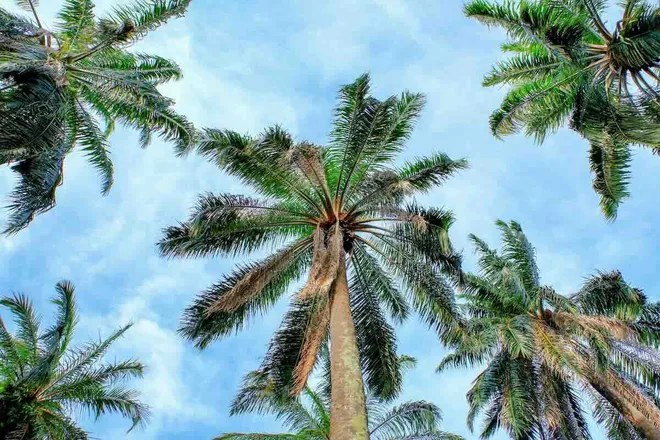 Malaysia Turns Palm Oil Into Data Center Cooling Fluid